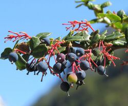 Berberis darwinii - Flickr - Dick Culbert.jpg