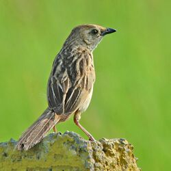 Bristledgrassbird DSC 7235 100813 dadri 01.jpg