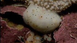 Brown dotted Cadlina sp2.jpg