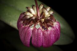Bulbophyllum aff. corolliferum J.J.Sm., Bull. Jard. Bot. Buitenzorg, sér. 2, 25 80 (1917). (51031613398).jpg