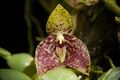 Bulbophyllum cambodianum (Christenson) J.J.Verm., Schuit. & de Vogel, Phytotaxa 166 110 (2014) (49720872837).jpg