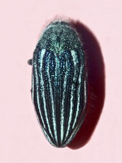 Buprestidae - Julodis andreae.jpg