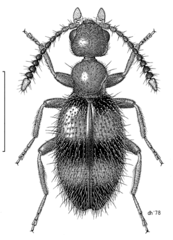 COLE Anthicidae Anthicus sp m.png