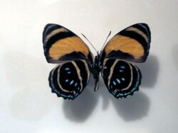Callicore lyca mionina.jpg