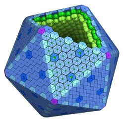 Carboxysome and bacterial microcompartments.jpg