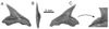 Carcharhinus caquetius - Urumaco Formation - Venezuela.jpg