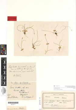Carex capillacea Boott (AM AK2477-1).jpg