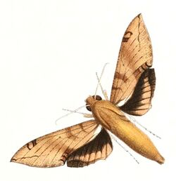 Cechenena chimaera 1894.jpg