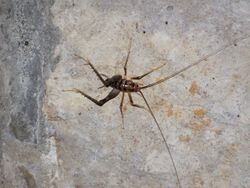 Ceuthophilus stygius (camel cricket) inside entrance to Great Onyx Cave (Flint Ridge, Mammoth Cave National Park, Kentucky, USA) 1 (8314214922).jpg