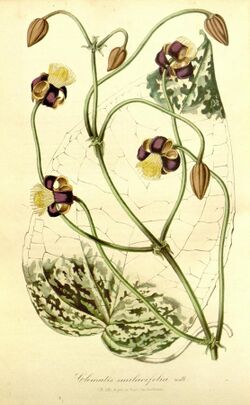 Clematis smilacifolia.jpg