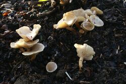 Clitocybe agrestis 20091122wa.JPG