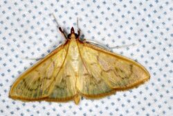Crambid Moth (Epicorsia sp.) (8371245632).jpg