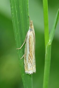 Crambus saltuellus-IMG 3177-cr.jpg