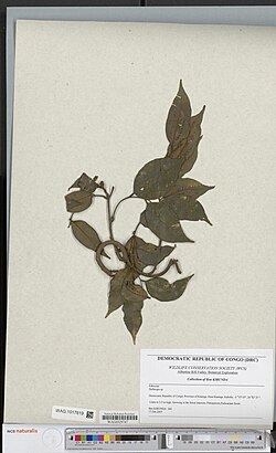 Dalbergia oligophylla.jpg