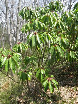 Daphniphyllum macropodum subsp humile2.jpg