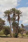 Date palm cluster of an oasis in Boa Vista, 2010 12.JPG