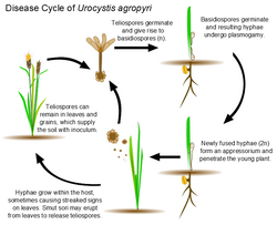 Disease Cycle of Flag Smut in Wheat.png