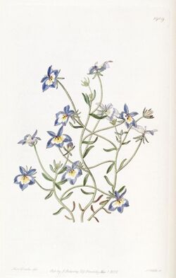 Edwards's botanical register (Plate 1909) (8615825893).jpg