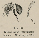Enneamerus reticulatus illustration Wheeler 1915.png