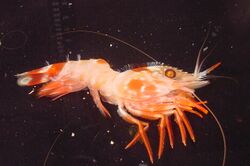 Eugonatonotus crassus shrimp.jpg