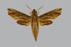 Eupanacra psaltria BMNHE813131 male up.jpg