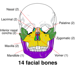 Facial skeleton - en.svg