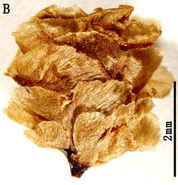 Female cone of Ephedra strobilacea - journal.pone.0053652.g002-B.png