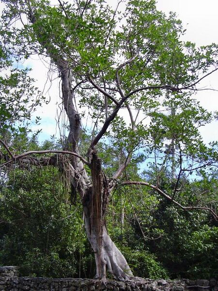 File:Ficus aurea03.jpg