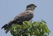 Flickr - Rainbirder - Beaudouin's Snake Eagle (Circaetus beaudouini).jpg