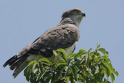 Flickr - Rainbirder - Beaudouin's Snake Eagle (Circaetus beaudouini).jpg