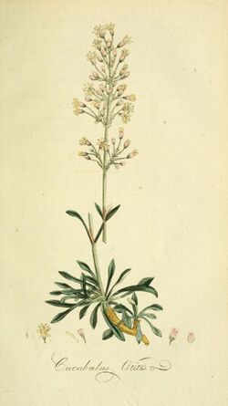 Flora Europaea inchoata (Pl. 24) (6033183072).jpg