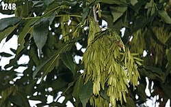 Fraxinus sogdiana.jpg