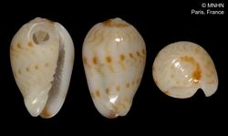 Gibberula almadiensis (MNHN-IM-2000-689).jpeg