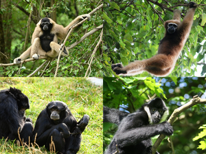 Gibbon collage.png