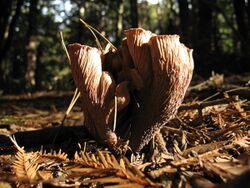 A light brown fungus made of a cluster of several funnel-shaped ruffled segments fused at a common base, growing on the forest floor.