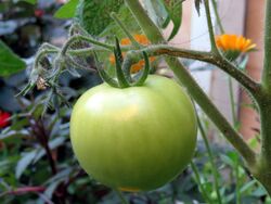 Green Tomato.jpg