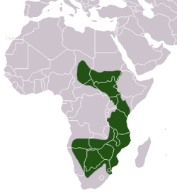 Ground Pangolin area.png