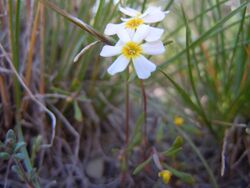 Gymnosteris nudicaulis (5886441467).jpg