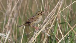 Henslows Sparrow (Ammodramus henslowii) (5752598436).jpg
