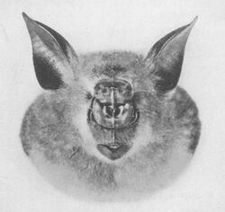 Hipposideros gigas.jpg