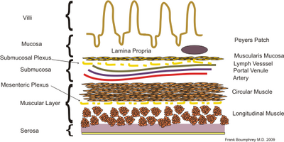 Diagram of the layers of the intestinal wall