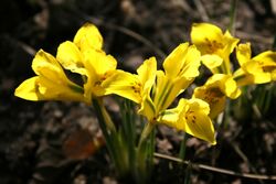 Iris-danfordiae-flowers.jpg