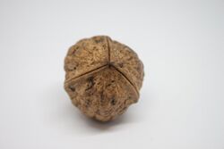 Juglans regia polyploid fruit bottom.jpg