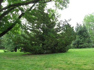 JuniperusChinensis.jpg