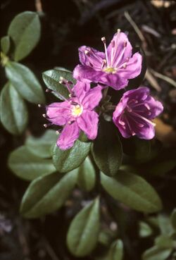 Kalmiopsis fragrans.jpg