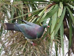 A New Zealand pigeon stands on the fruiting spike of a cabbage tree
