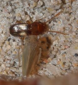 Laemophloeus fasciatus P1020064a.jpg