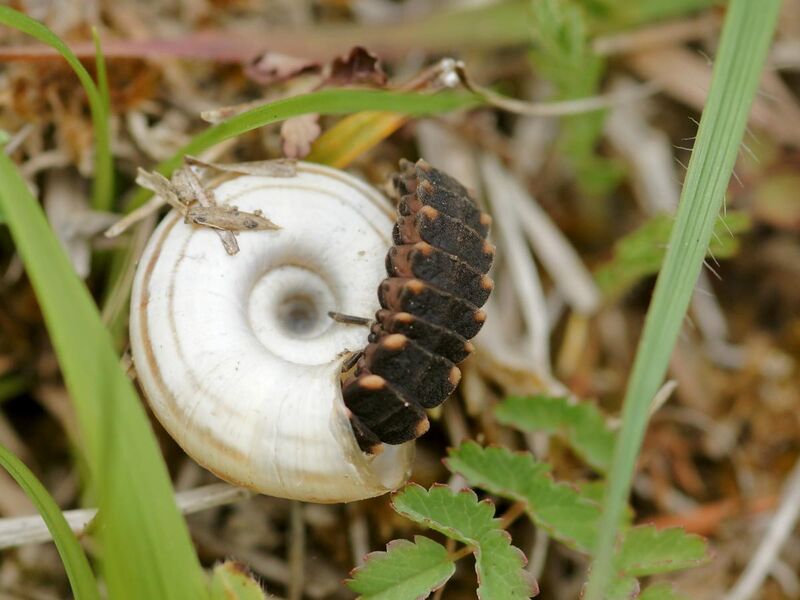 File:Lampyris noctiluca (larva eating).jpg