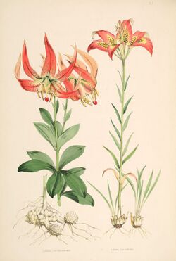 Lilium michauxii.jpg