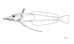Long-fingered icefish Cryodraco antarcticus.gif
